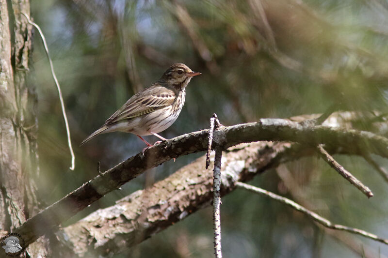 Pipit à dos olive, identification