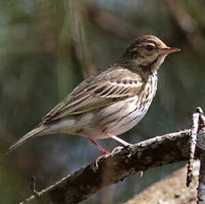 Pipit à dos olive