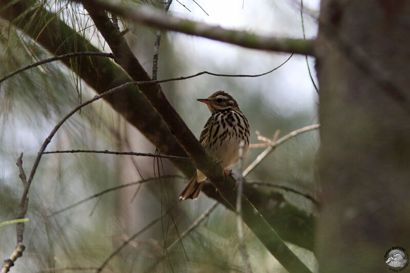 Pipit à dos oliveadulte, identification