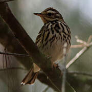 Olive-backed Pipit