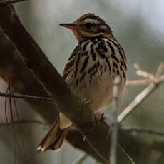 Pipit à dos olive