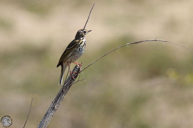 Pipit à dos olive, identification