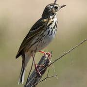 Olive-backed Pipit