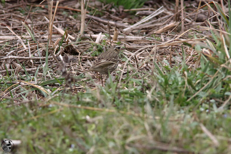 Olive-backed Pipitadult, identification, walking