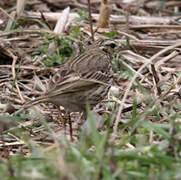 Pipit à dos olive