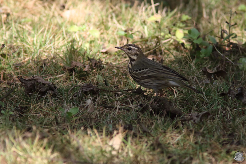 Olive-backed Pipitadult, identification, walking