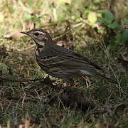 Olive-backed Pipit