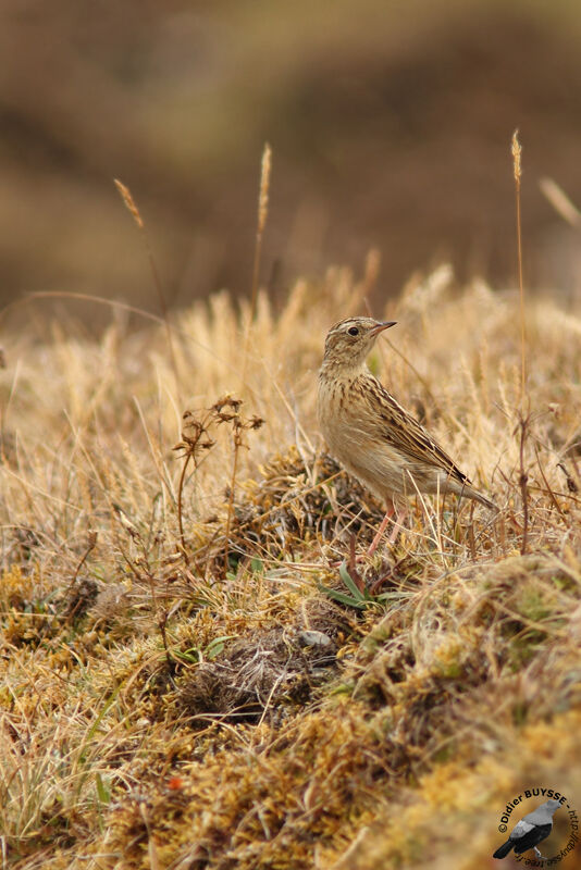 Short-billed Pipitadult, identification