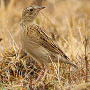 Pipit à plastron