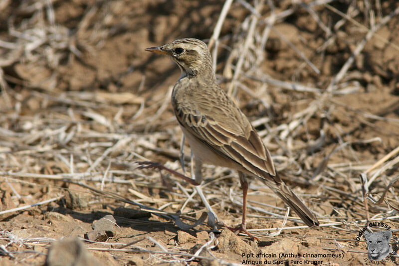 African Pipit