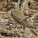 Pipit africain