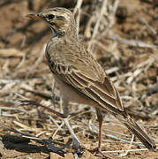 African Pipit