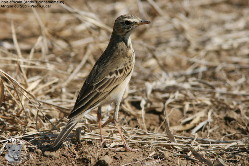 Pipit africain