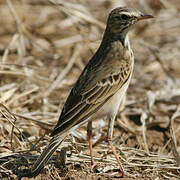 African Pipit