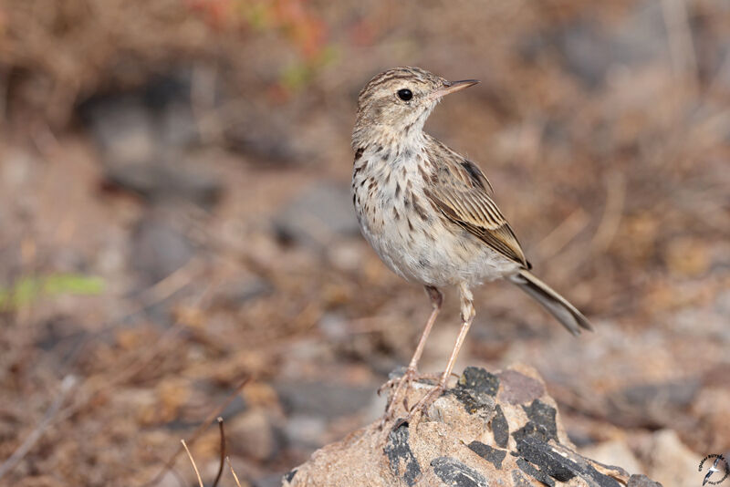 Berthelot's Pipit