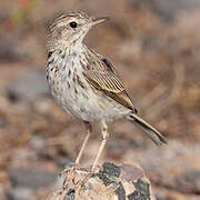 Berthelot's Pipit