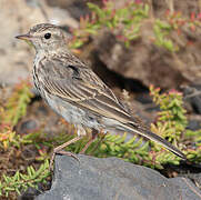 Berthelot's Pipit