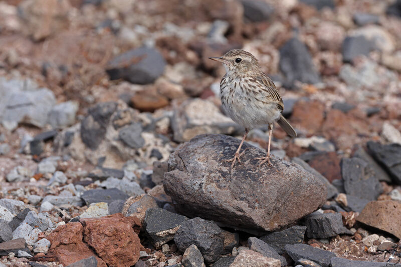 Pipit de Berthelot mâle adulte