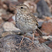 Berthelot's Pipit