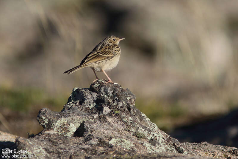 Pipit de Hellmayradulte, habitat