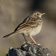 Hellmayr's Pipit