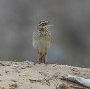 Richard's Pipit