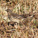Pipit de Sibérie