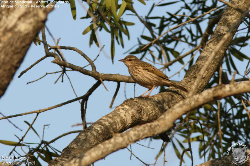 Striped Pipitadult, habitat, pigmentation