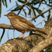 Striped Pipit