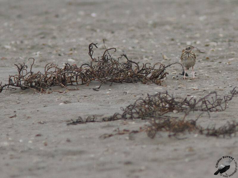 Pipit du Pérouadulte