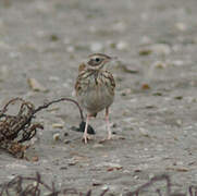 Peruvian Pipit