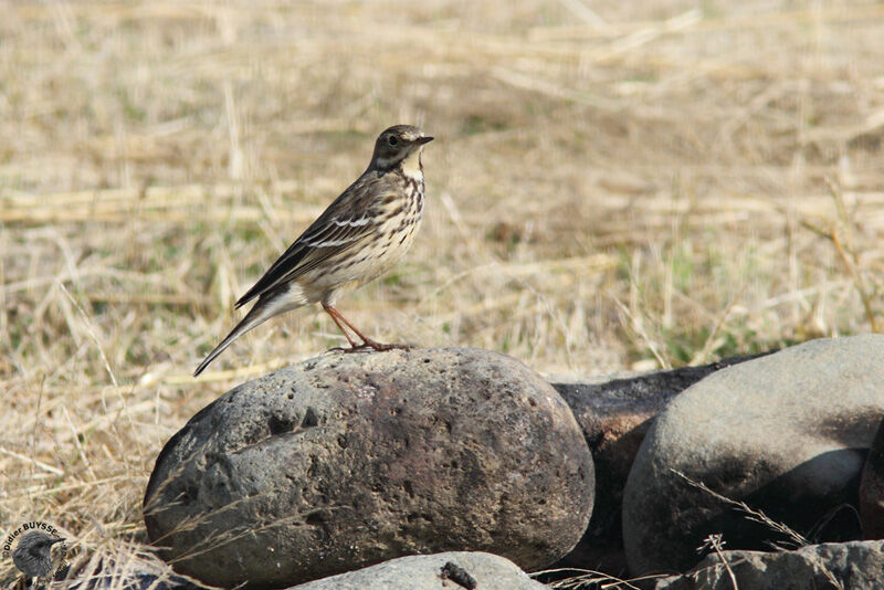 Buff-bellied Pipitadult post breeding, identification