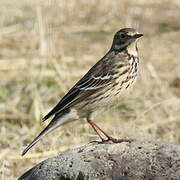 Buff-bellied Pipit