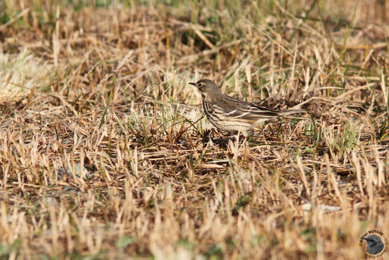 Pipit farlousaneadulte internuptial, identification