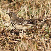 Buff-bellied Pipit