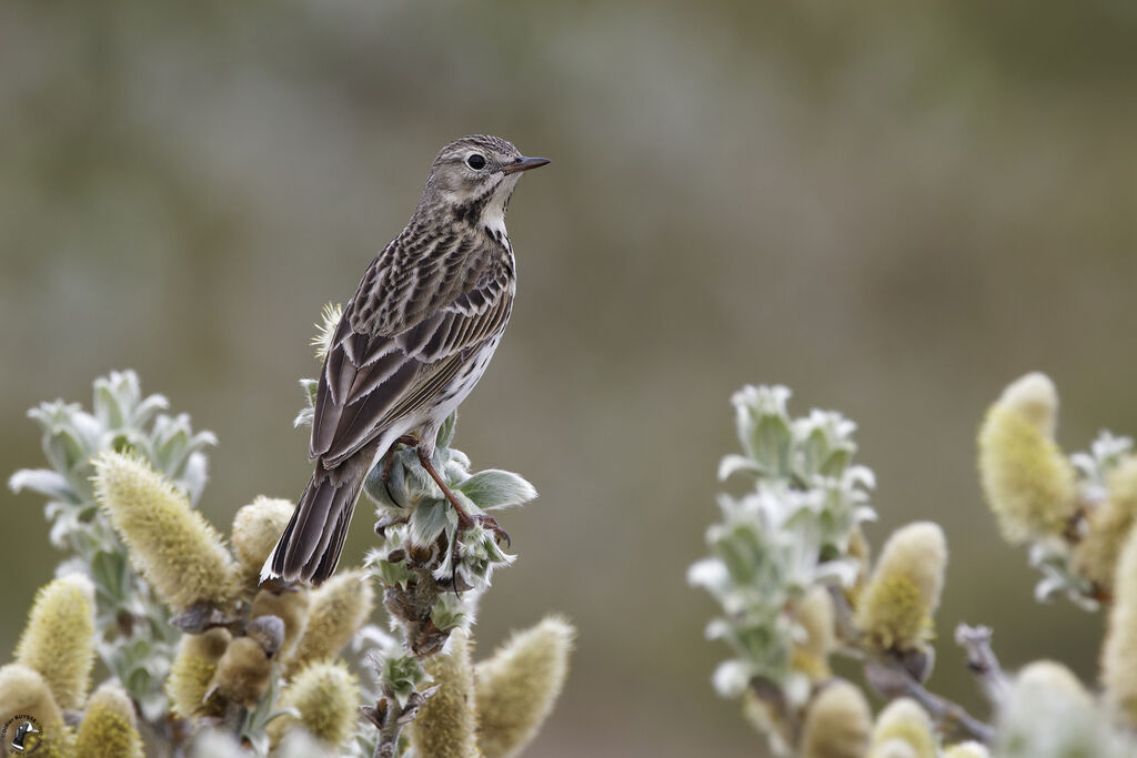 Pipit farlouseadulte