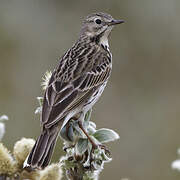 Pipit farlouse