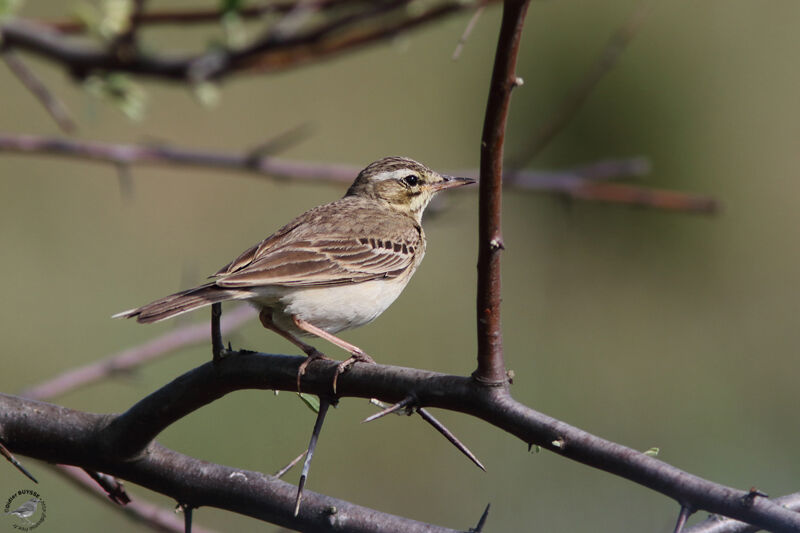 Pipit rousseline, identification