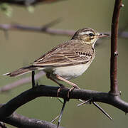 Tawny Pipit