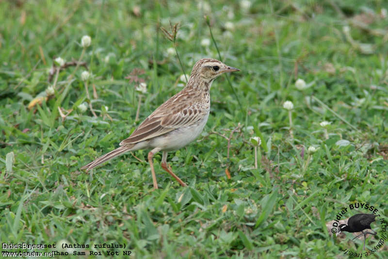 Paddyfield Pipitadult breeding, pigmentation, walking, fishing/hunting