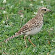 Paddyfield Pipit