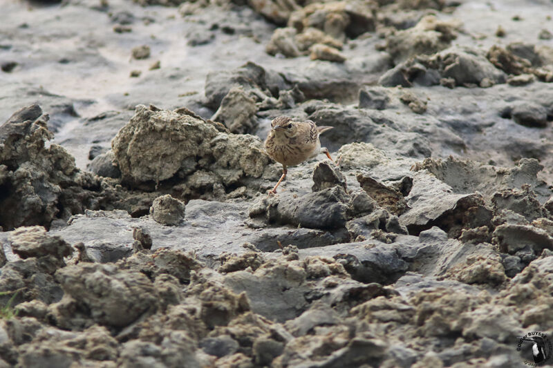 Paddyfield Pipitadult, identification, walking