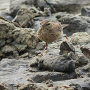 Paddyfield Pipit