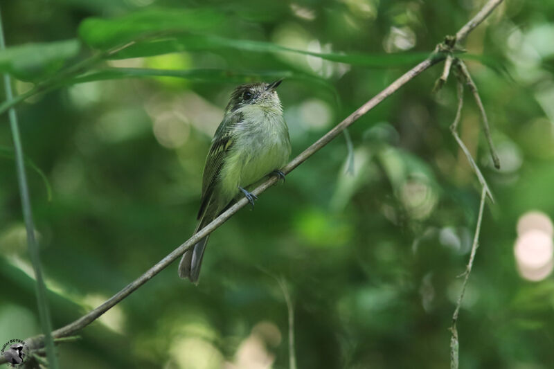 Pipromorphe à tête bruneadulte, identification