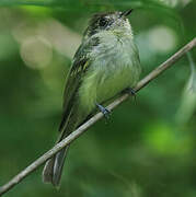 Sepia-capped Flycatcher