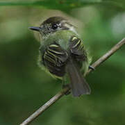 Sepia-capped Flycatcher