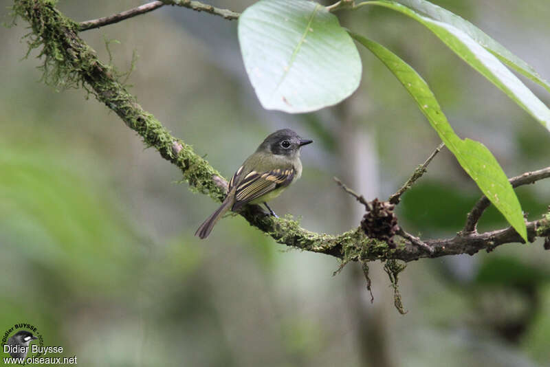 Slaty-capped Flycatcheradult, identification