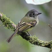 Slaty-capped Flycatcher