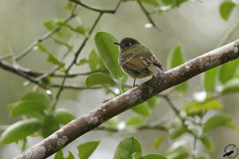 Pipromorphe à ventre jauneadulte, identification