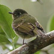 Olive-striped Flycatcher